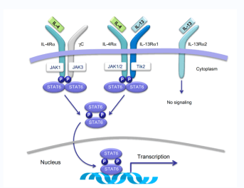 IL-4/IL-13 Stimulation : 15 min