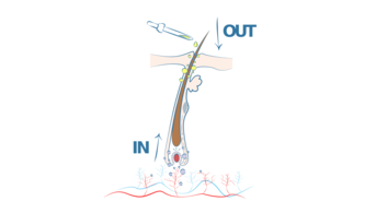 SCHEMA-POUSSE-CHEVEUX-IN-AND-OUT 1